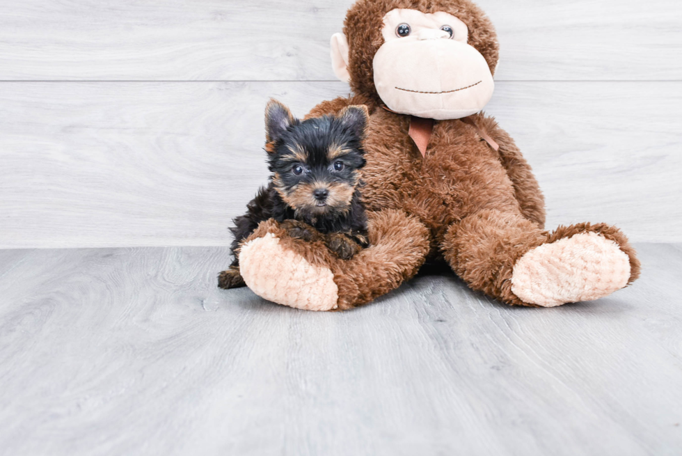 Meet Lily - our Yorkshire Terrier Puppy Photo 