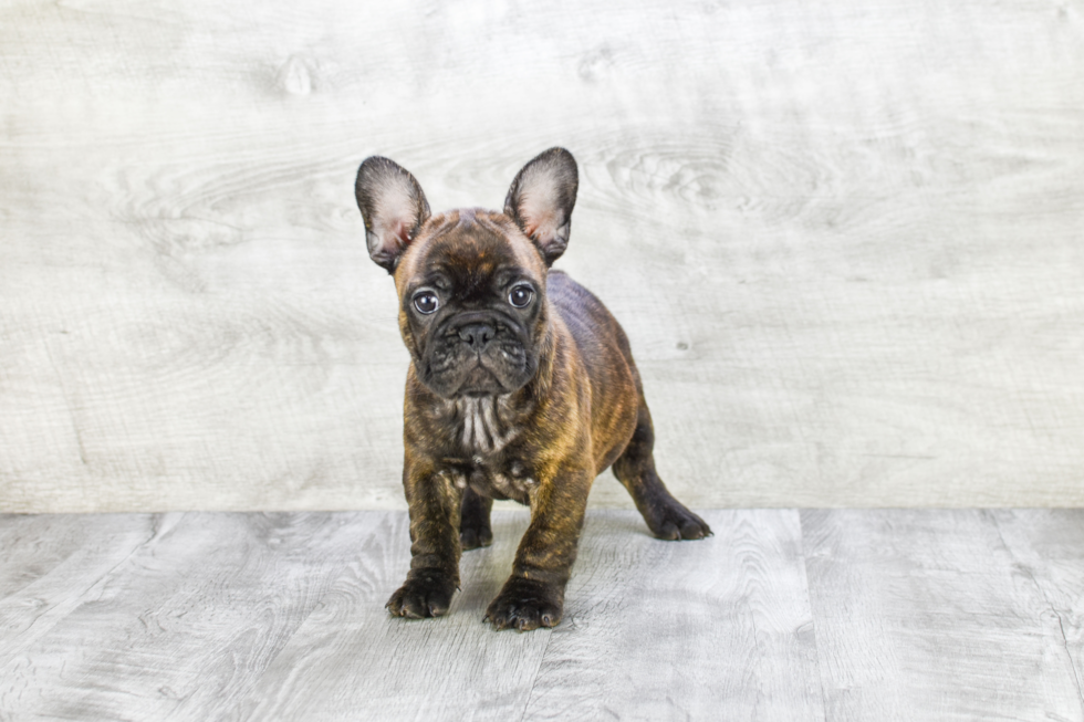 Friendly French Bulldog Purebred Pup