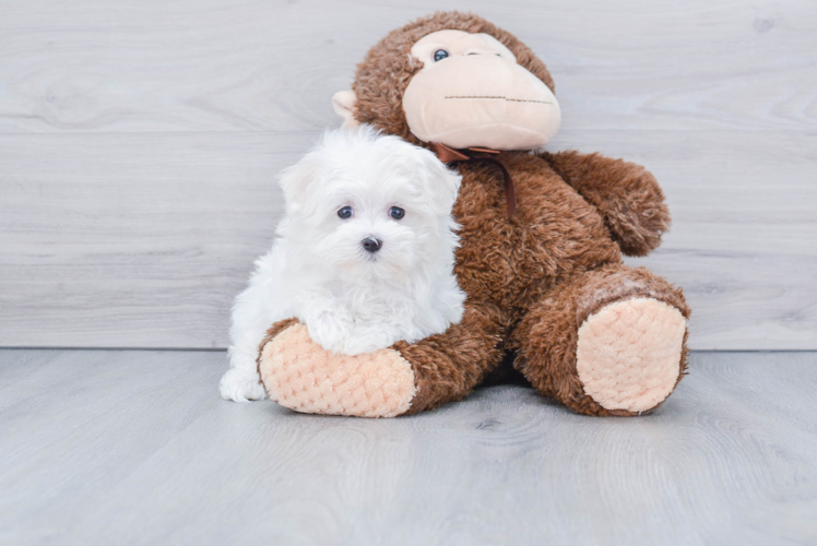 Friendly Maltese Purebred Pup