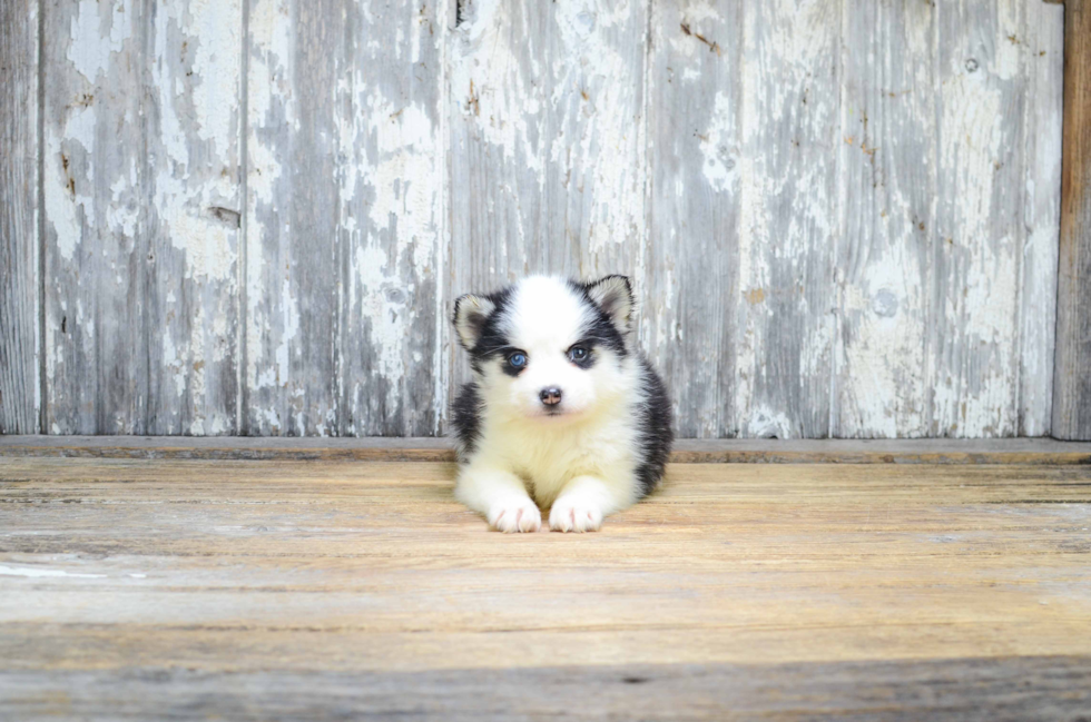 Best Pomsky Baby