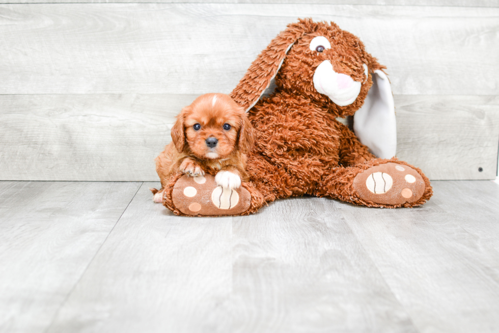 Petite Cavalier King Charles Spaniel Purebred Puppy