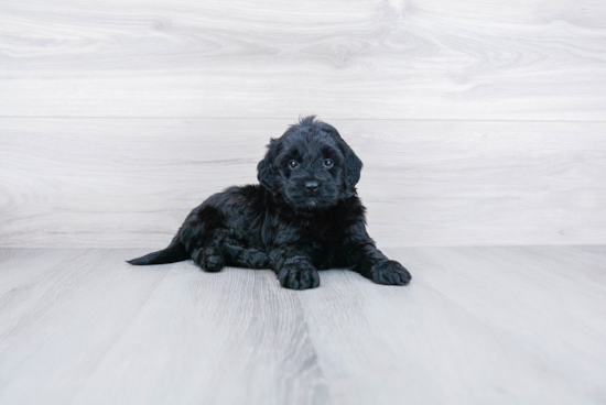 Mini Goldendoodle Pup Being Cute