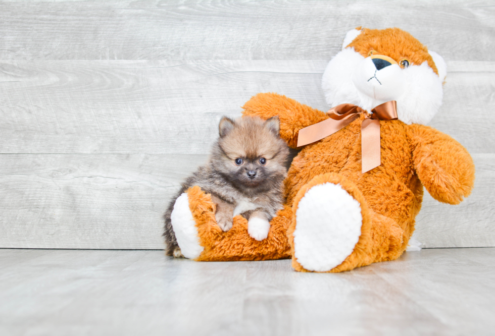 Cute Pomeranian Purebred Puppy