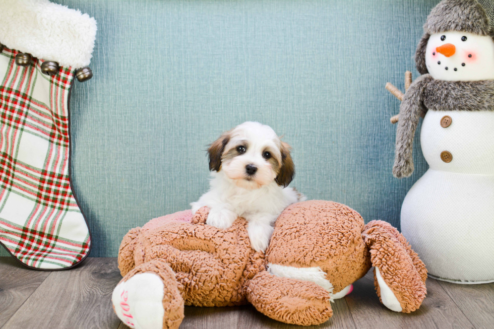 Hypoallergenic Havanese Baby