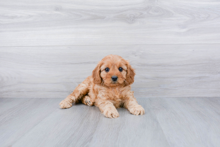 Cavapoo Pup Being Cute