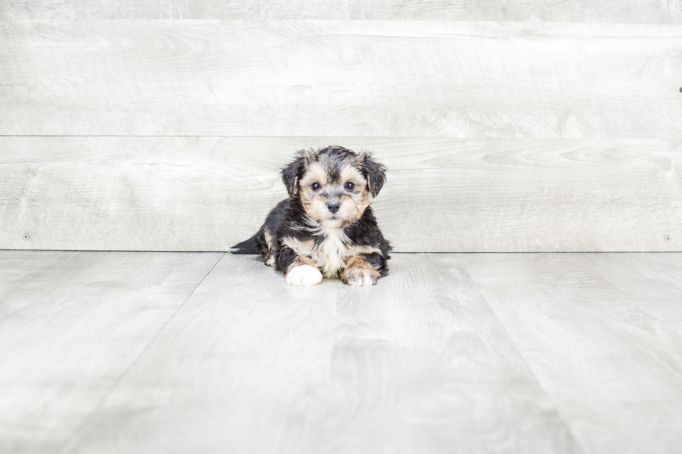 Morkie Puppy for Adoption