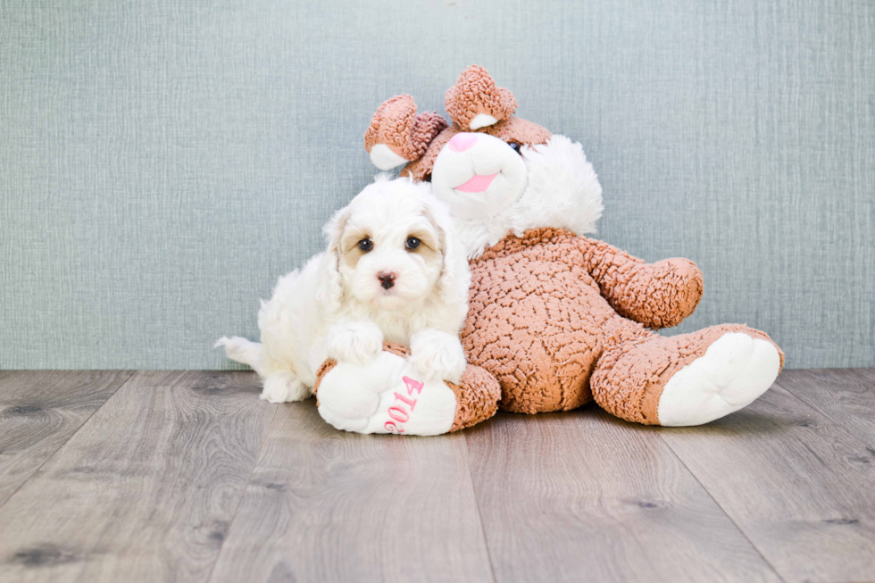 Cavapoo Puppy for Adoption