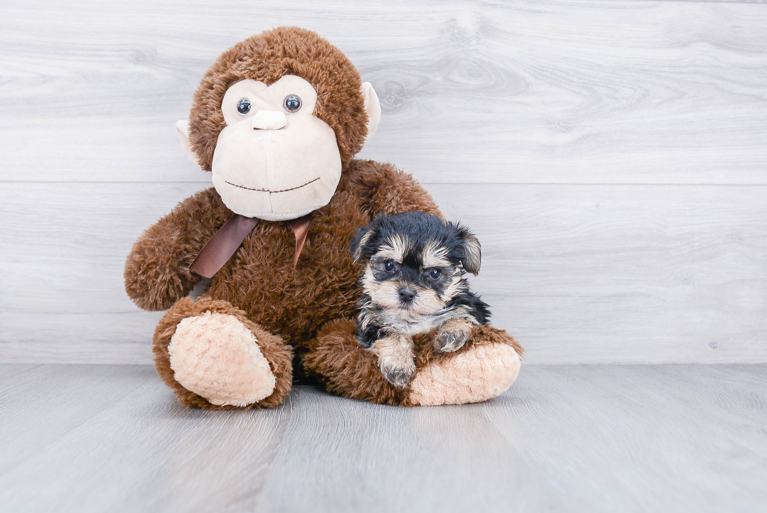Cute Morkie Baby