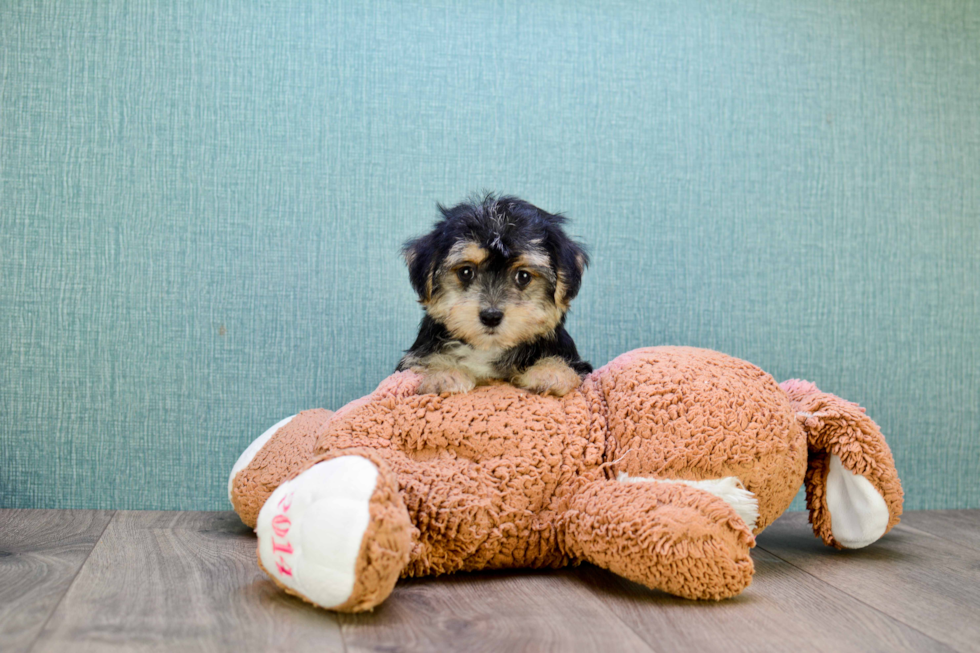 Morkie Puppy for Adoption