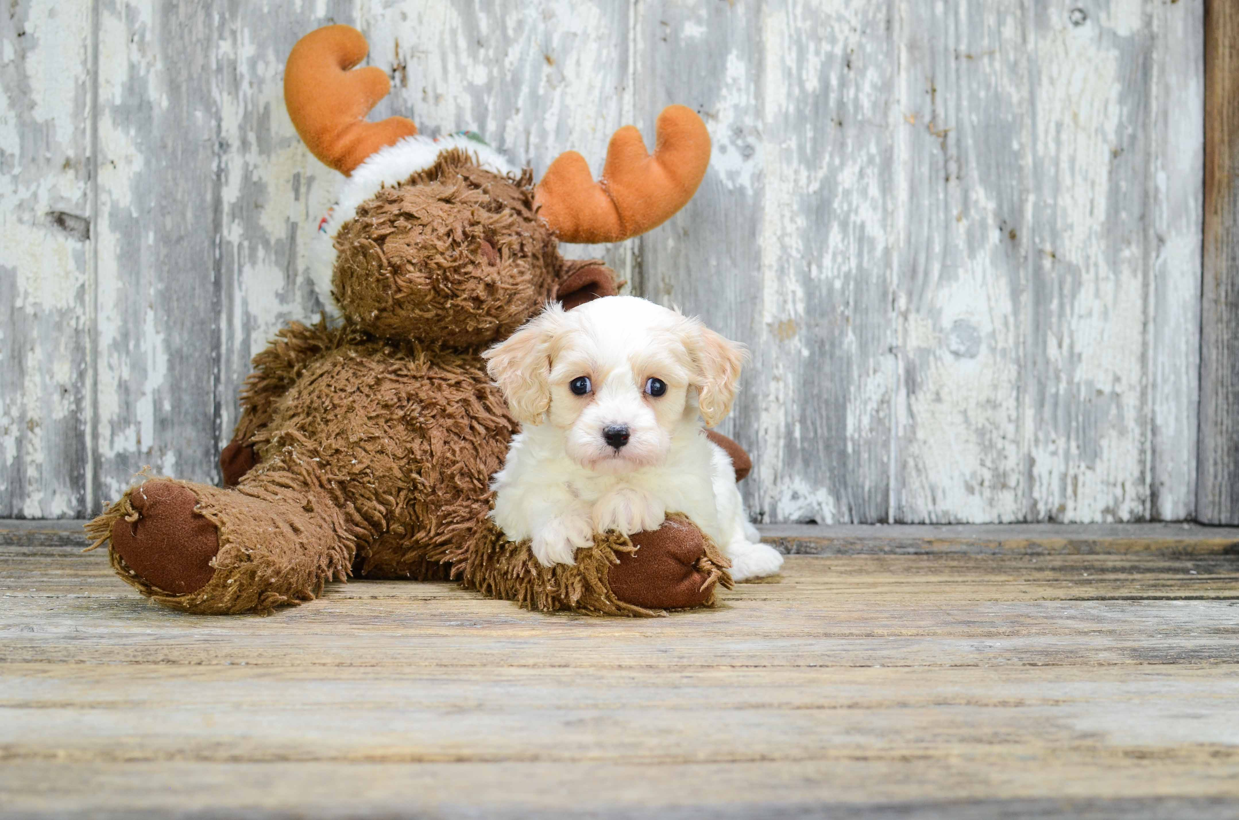 Funny Cavachon Designer Pup