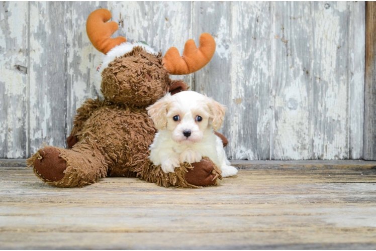 Funny Cavachon Designer Pup