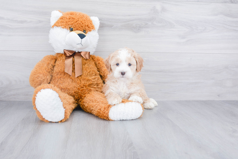 Best Mini Bernedoodle Baby