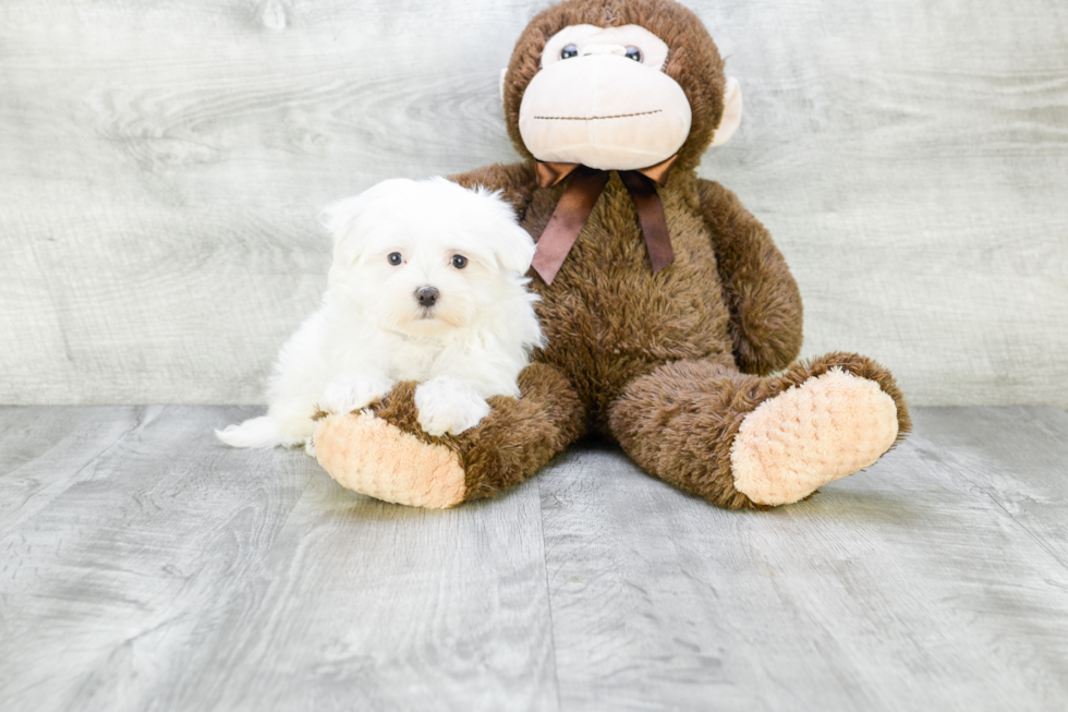 Cute Maltese Purebred Puppy