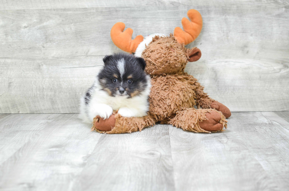 Sweet Pomeranian Purebred Puppy