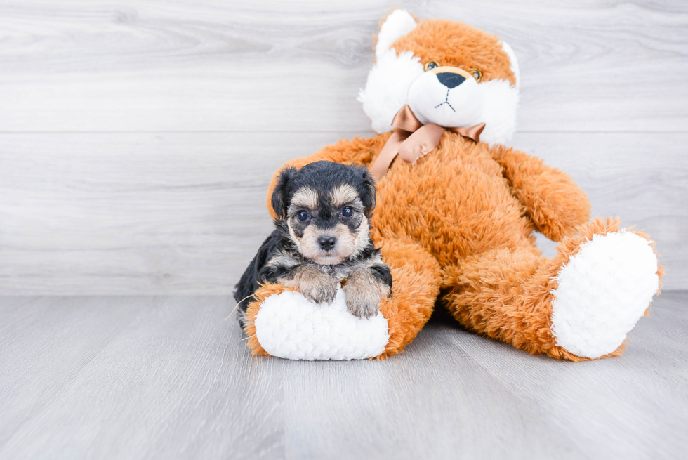 Morkie Pup Being Cute