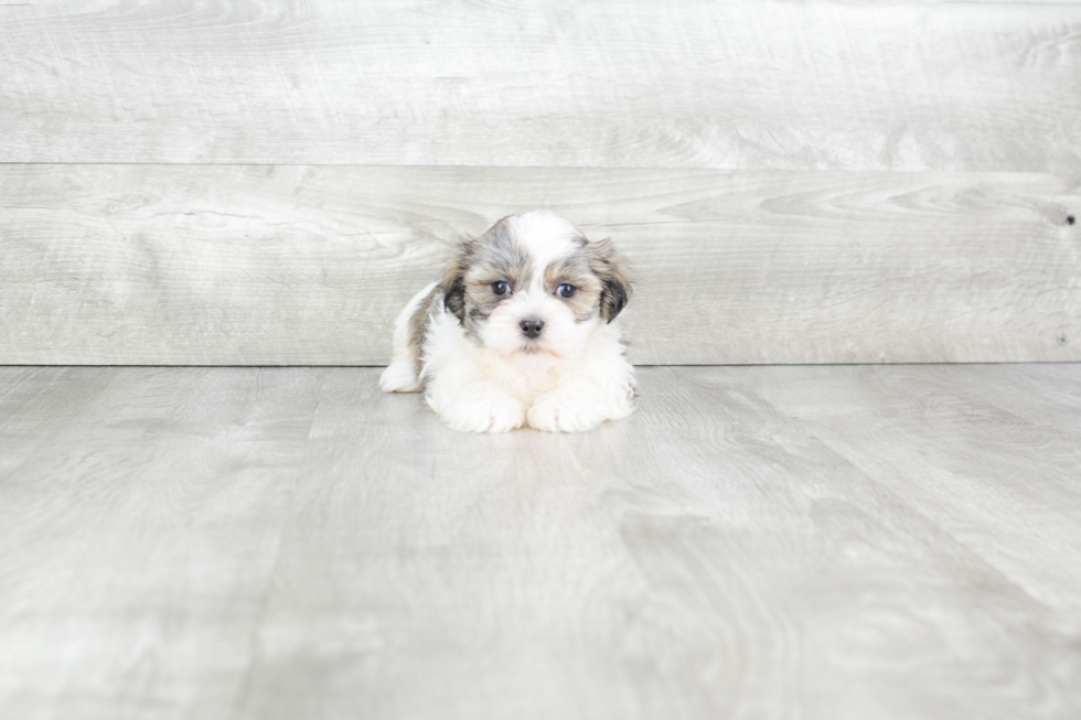 Teddy Bear Pup Being Cute