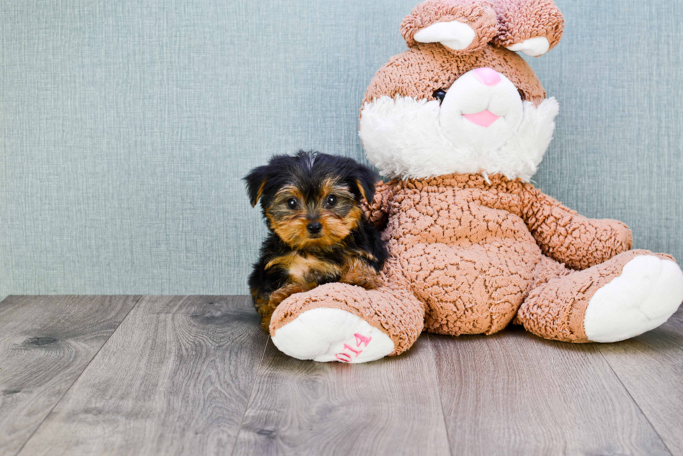 Meet Timmy - our Yorkshire Terrier Puppy Photo 