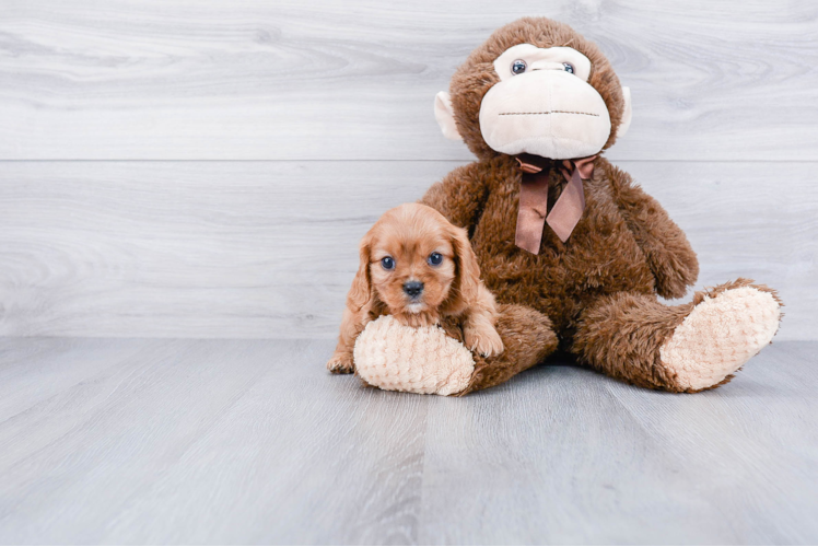 Cavalier King Charles Spaniel Pup Being Cute