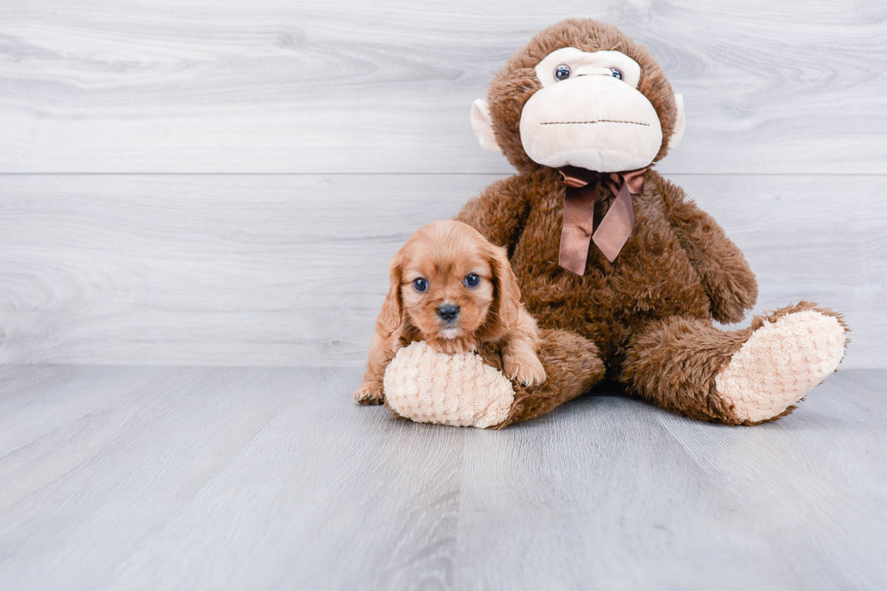 Cavalier King Charles Spaniel Pup Being Cute