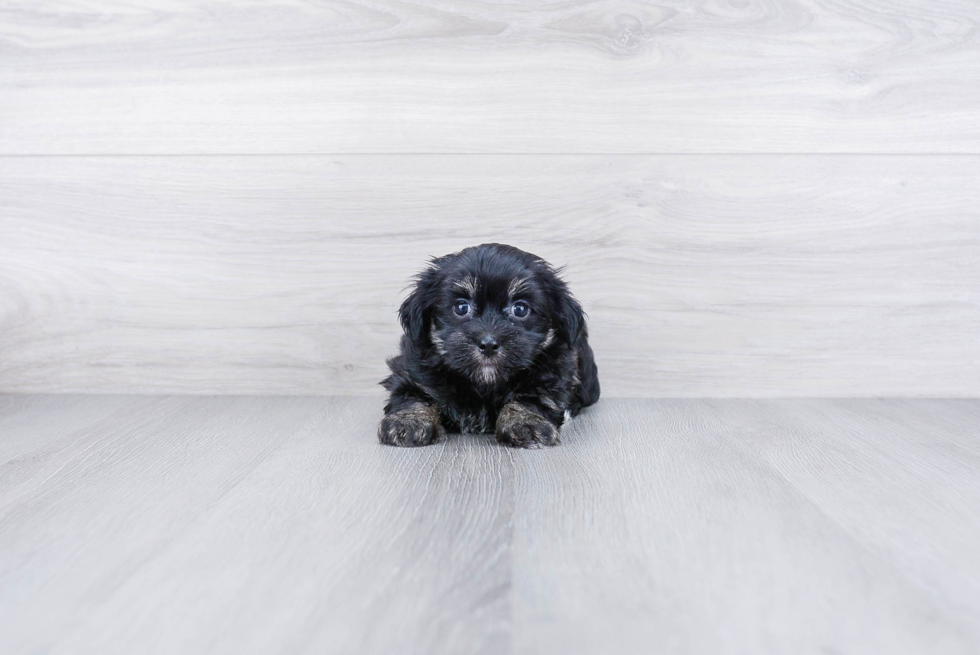 Best Havanese Baby