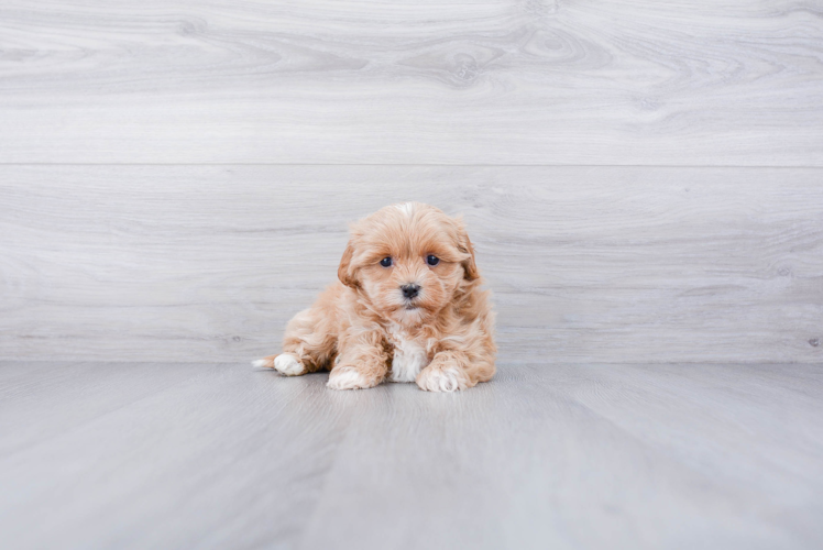 Teddy Bear Pup Being Cute