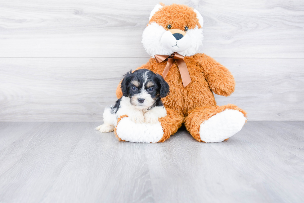 Best Cavachon Baby