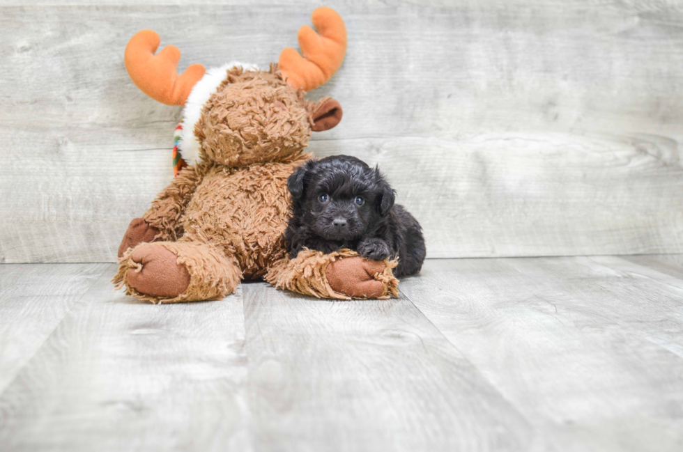 Happy Mini Aussiedoodle Baby