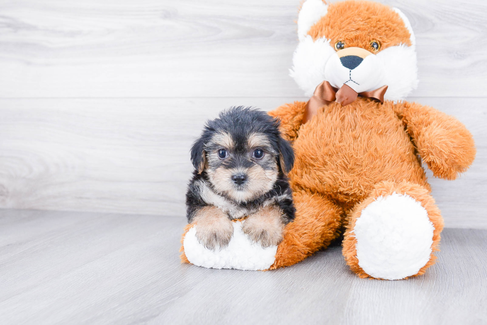Shorkie Pup Being Cute