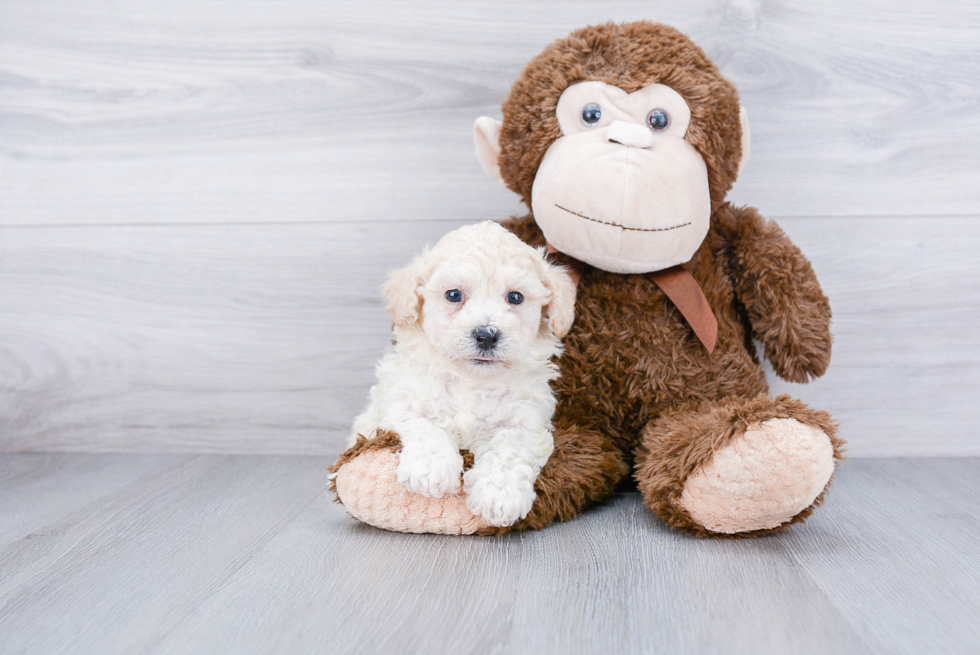 Best Maltipoo Baby