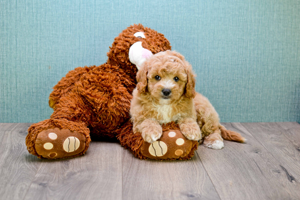 Best Cavapoo Baby