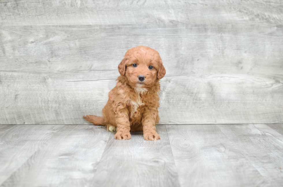 Mini Goldendoodle Puppy for Adoption