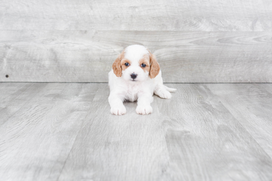 Cavapoo Pup Being Cute