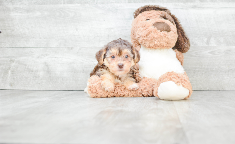 Best Morkie Baby