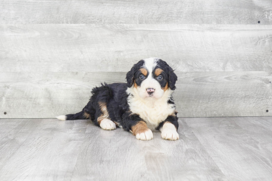 Popular Mini Bernedoodle Poodle Mix Pup