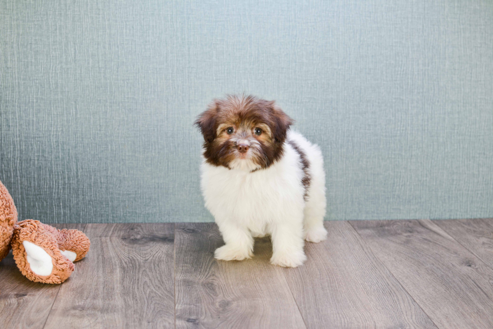 Playful Havanese Baby