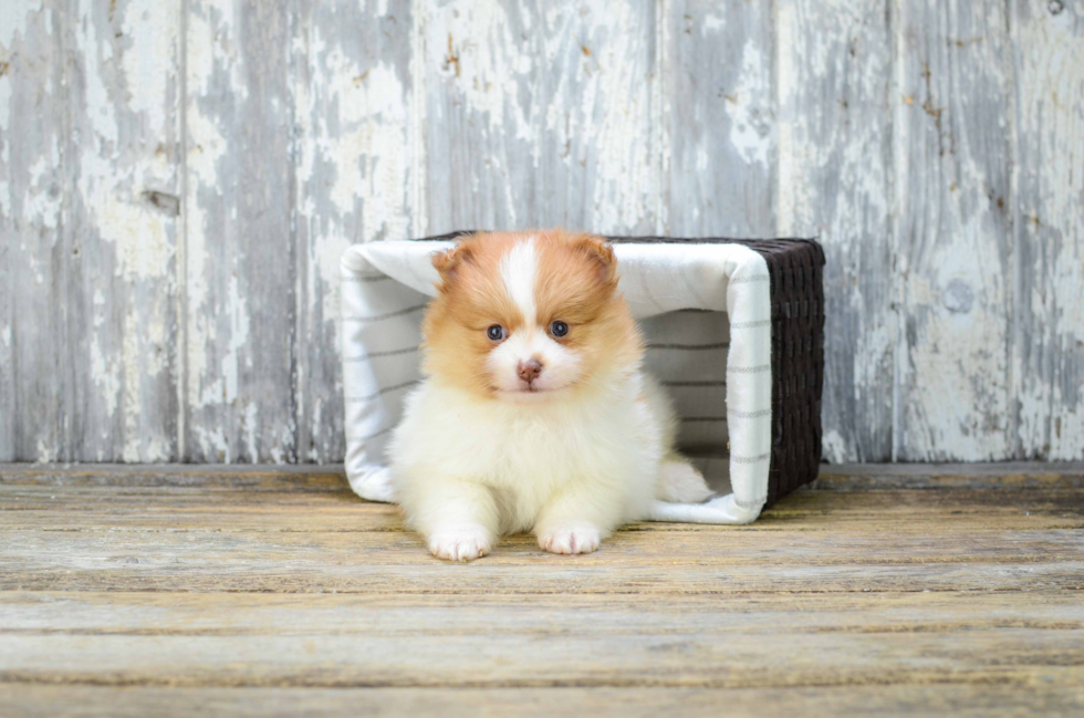 Popular Pomeranian Purebred Pup