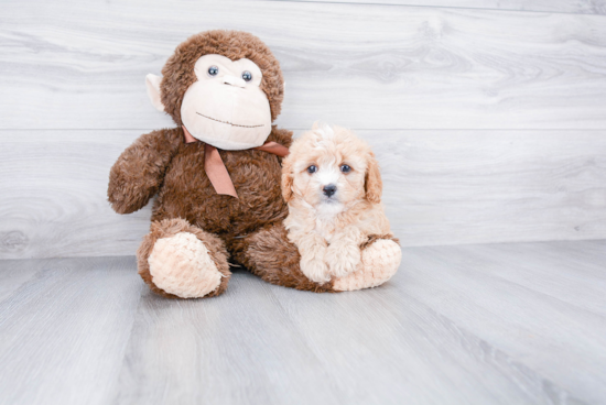 Cavapoo Puppy for Adoption