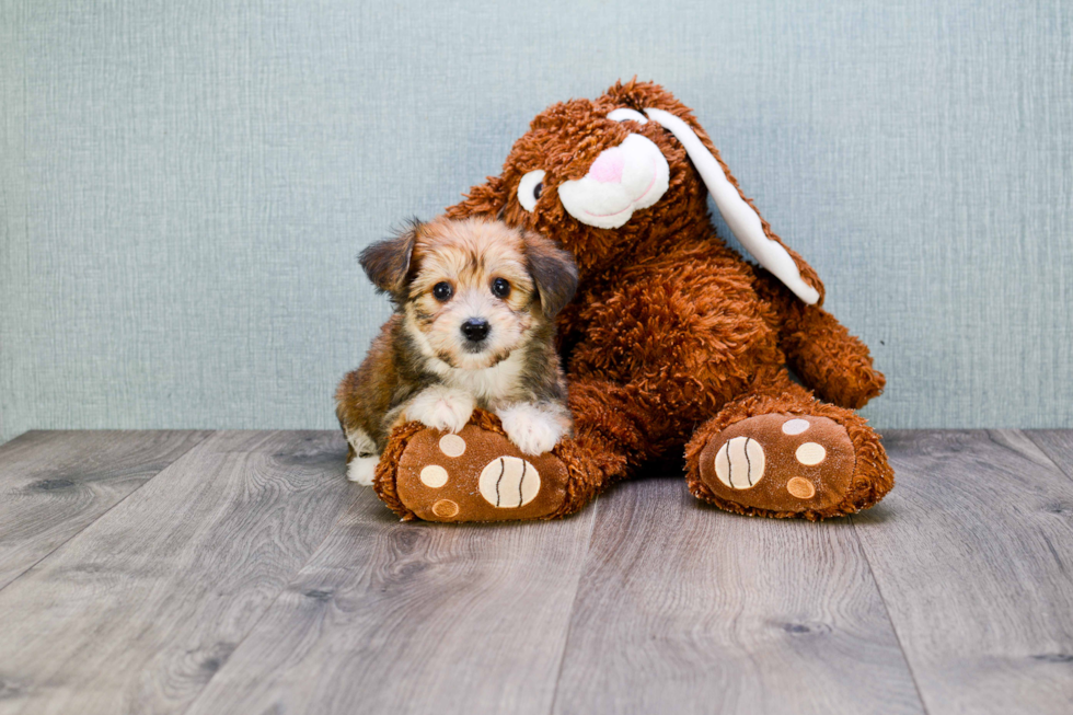 Popular Morkie Designer Pup