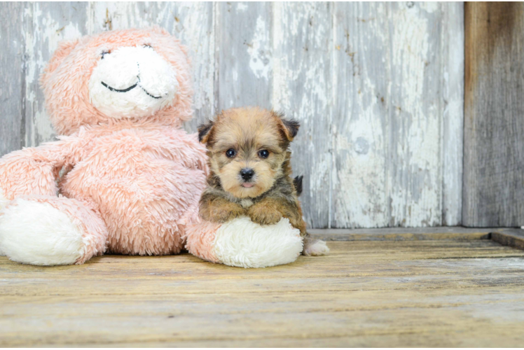 Cute Morkie Baby