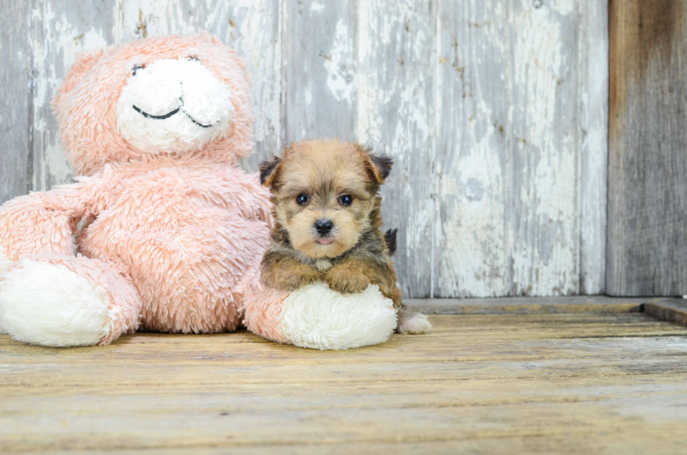 Cute Morkie Baby