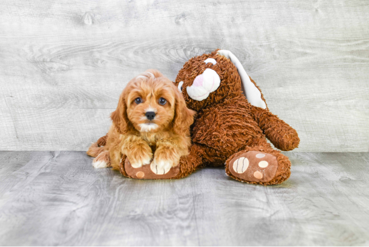 Best Cavapoo Baby