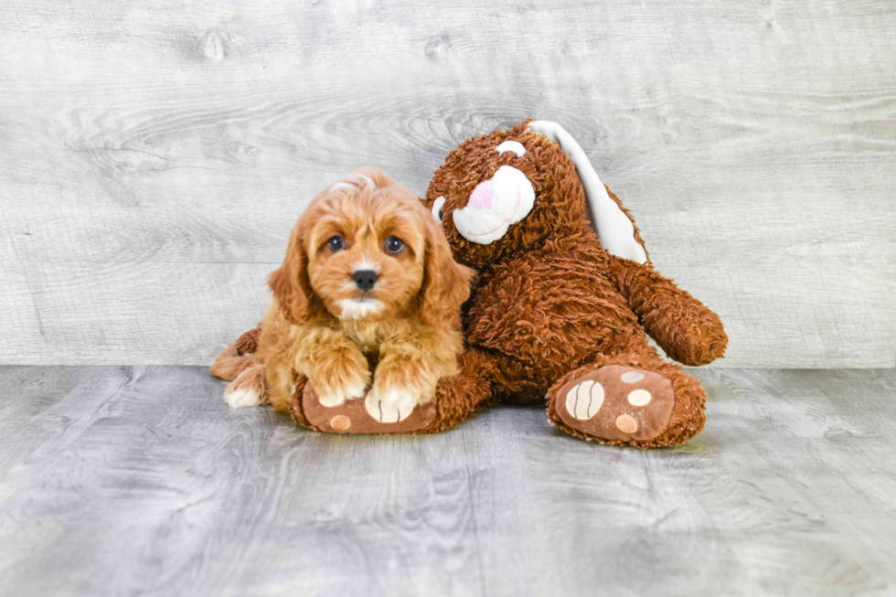 Best Cavapoo Baby