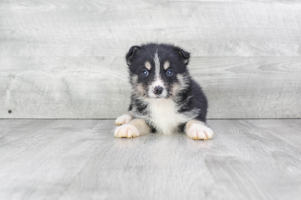 Best Pomsky Baby