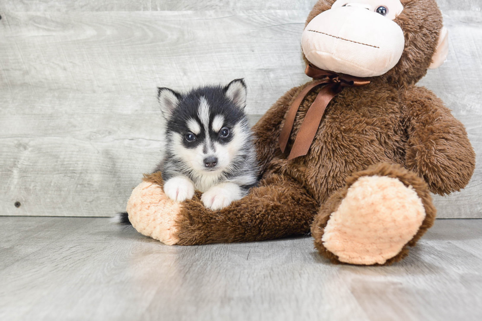 Pomsky Puppy for Adoption