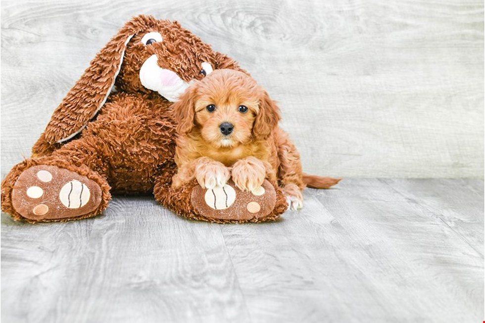 Playful Cavoodle Poodle Mix Puppy