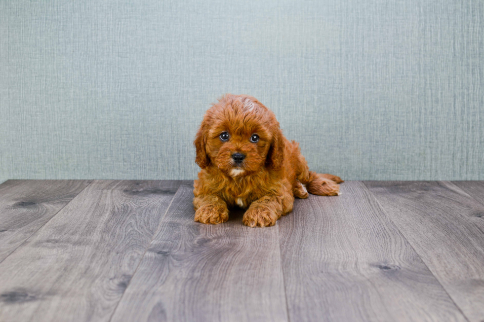 Popular Cavapoo Poodle Mix Pup