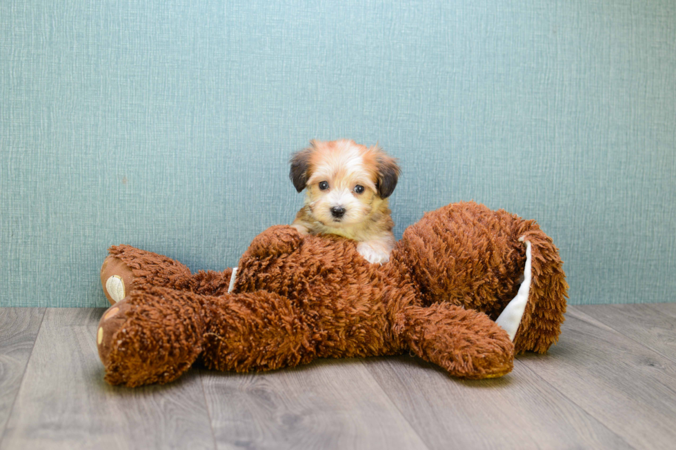 Morkie Puppy for Adoption