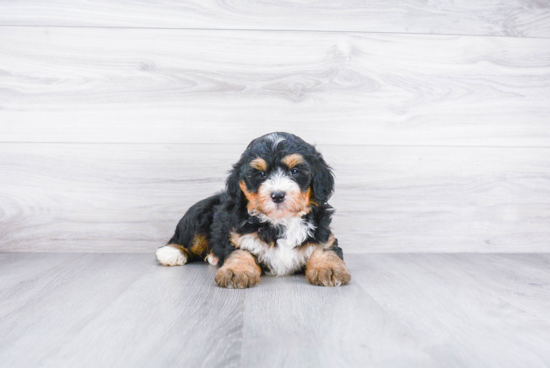 Playful Mini Berniedoodle Poodle Mix Puppy