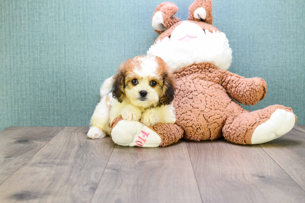 Cavachon Pup Being Cute