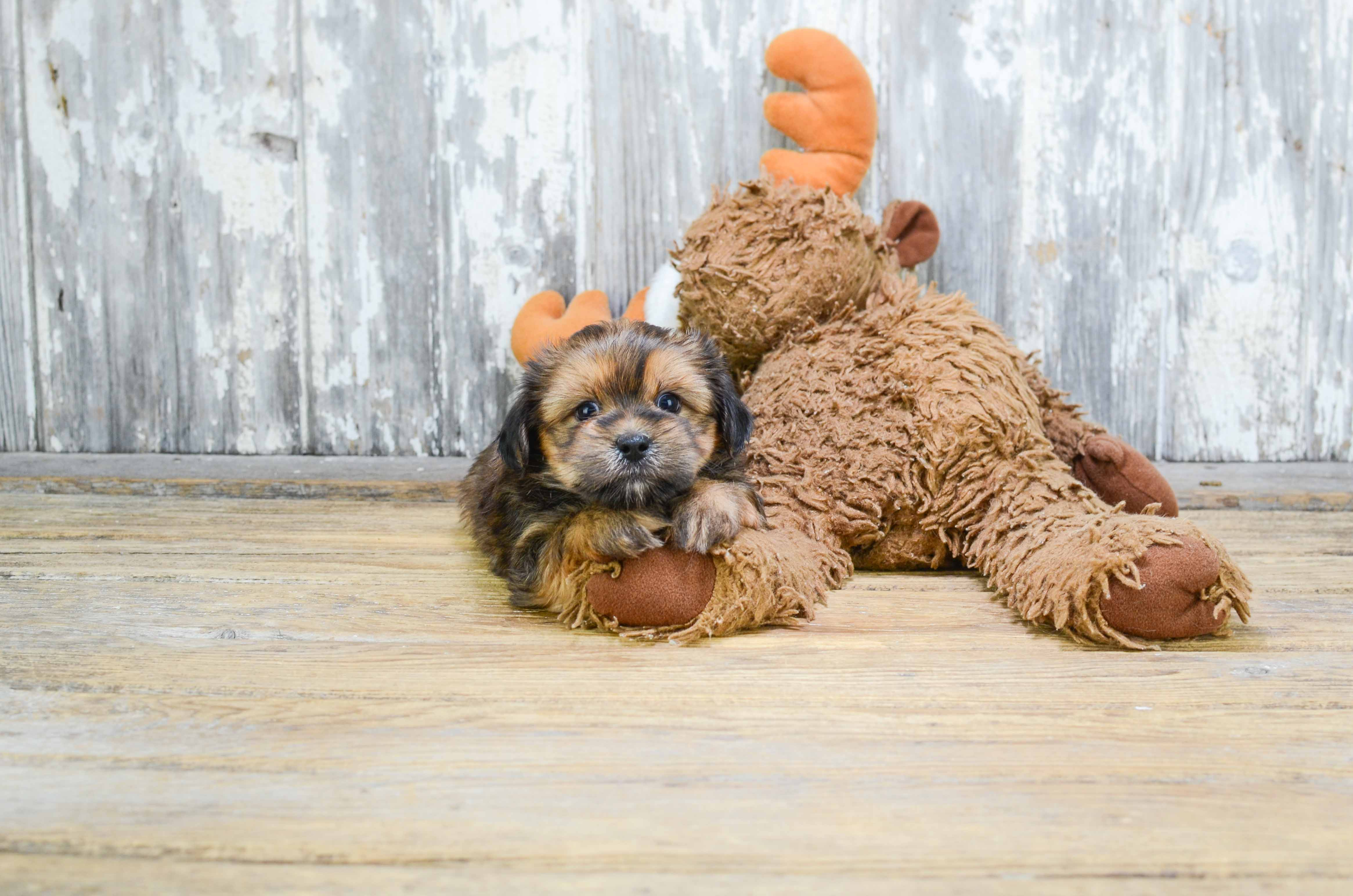 Shorkie Pup Being Cute